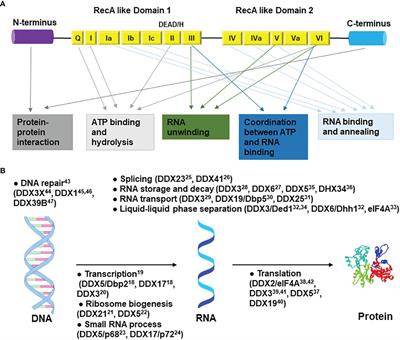 Synthetic lethal interactions of DEAD/H-box helicases as targets for cancer therapy